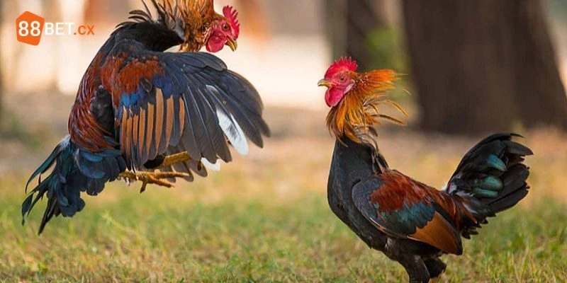 Đá Gà C1 - Trải Nghiệm Những Trận Đấu Kịch Tính Tại 88BET Chất lượng hình ảnh tốt
