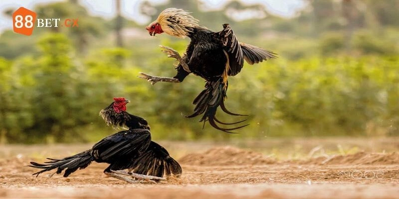 Đá Gà C2 - Giải Đấu Hấp Dẫn, Thu Hút Và Đầy Kịch Tính Đá gà C2 là giải đấu không chuyên nhưng vô cùng hấp dẫn
