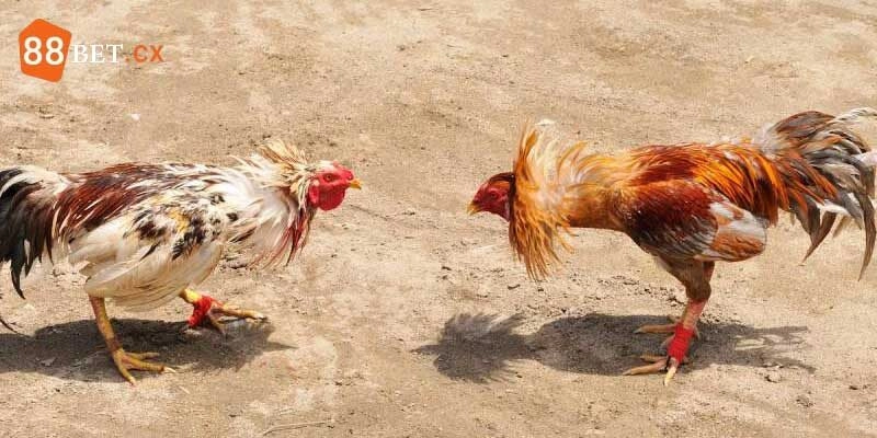 Đá Gà C2 - Giải Đấu Hấp Dẫn, Thu Hút Và Đầy Kịch Tính Giải đấu C2 sử dụng gà nòi vô cùng nhiều hiện nay