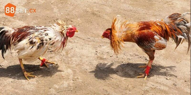 Đá Gà Campuchia Hình Thức Giải Trí Hấp Dẫn Và Thu Hút Đá gà nên đặt cược đúng thời cơ tăng cơ hội