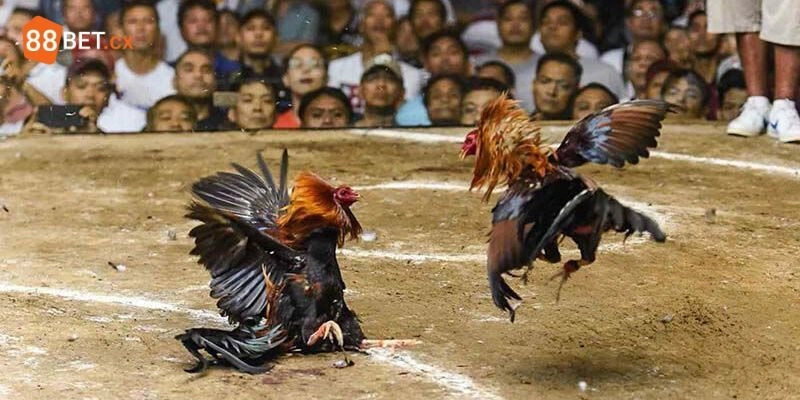 Trực Tiếp Đá Gà 88BET - Giải Trí Siêu Đã Và Cơ Hội Làm Giàu Sự hấp dẫn khi xem