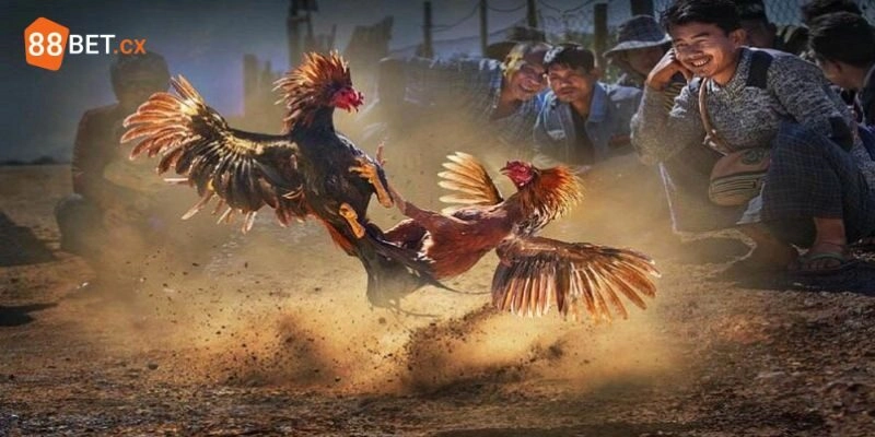 Trực Tiếp Đá Gà 88BET - Giải Trí Siêu Đã Và Cơ Hội Làm Giàu Trực Tiếp Đá Gà 88BET – Giải Trí Siêu Đã Và Cơ Hội Làm Giàu