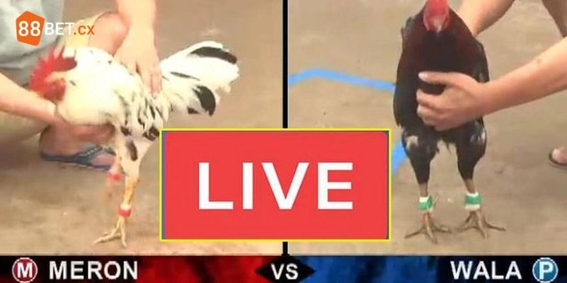 Trực Tiếp Đá Gà 88BET - Giải Trí Siêu Đã Và Cơ Hội Làm Giàu Giải thích trực tiếp đá gà