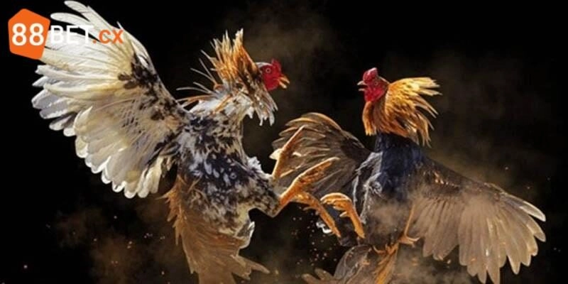 Đá Gà Cựa Dao - Khám Phá Cuộc Chiến Sinh Tử Từ Thần Kê Những điều cần biết về đá gà cựa dao