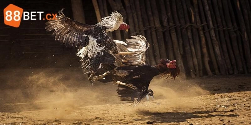 Đá Gà Thomo - Siêu Phẩm Đắt Khách Kiếm Tiền Tỷ Tại 88bet Luật chơi đá gà Thomo cần nắm chắc