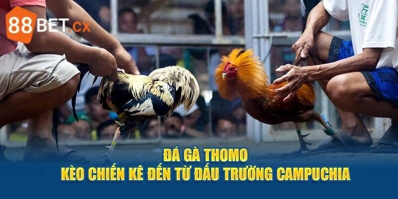 Đá Gà Thomo - Siêu Phẩm Đắt Khách Kiếm Tiền Tỷ Tại 88bet Đá Gà Thomo – Siêu Phẩm Đắt Khách Kiếm Tiền Tỷ Tại 88bet