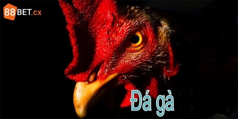 Live Daga - Những Ưu Điểm Vượt Trội Không Thể Bỏ Qua Live Daga – Những Ưu Điểm Vượt Trội Không Thể Bỏ Qua
