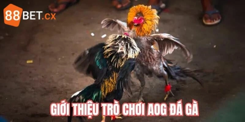 AOG Đá Gà - Sảnh Chọi Kê Chơi Là Mê, Hốt Thưởng Khủng Đôi nét về AOG đá gà