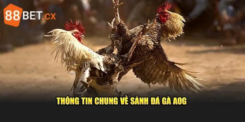 AOG Đá Gà - Sảnh Chọi Kê Chơi Là Mê, Hốt Thưởng Khủng AOG Đá Gà – Sảnh Chọi Kê Chơi Là Mê, Hốt Thưởng Khủng