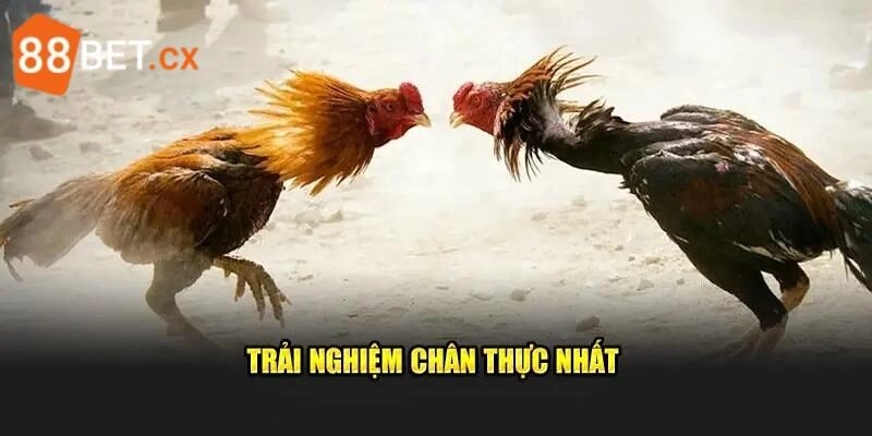 AOG Đá Gà - Sảnh Chọi Kê Chơi Là Mê, Hốt Thưởng Khủng Các hình thức thường gặp tại sảnh AOG đá gà