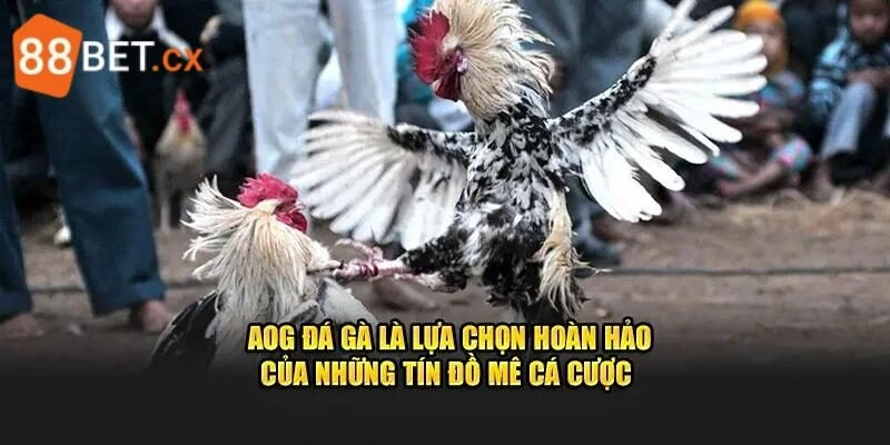 AOG Đá Gà - Sảnh Chọi Kê Chơi Là Mê, Hốt Thưởng Khủng Những điểm thu hút lớn nhất của AOG đá gà