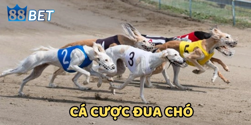 Kinh Nghiệm Cá Cược Đua Chó - Tay Cược Lâu Năm Chia Sẻ Kinh Nghiệm Cá Cược Đua Chó – Tay Cược Lâu Năm Chia Sẻ